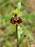 Ophrys untchjii